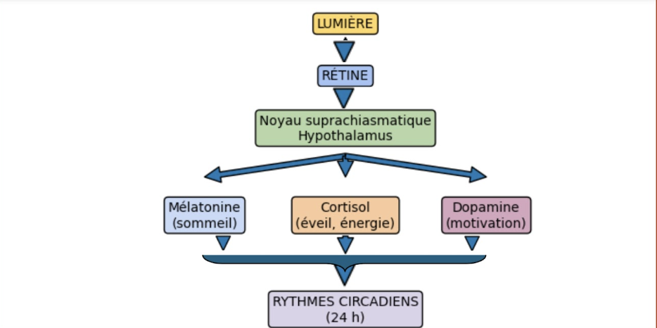 Schéma de l'action de la lumière sur les rythmes circadiens